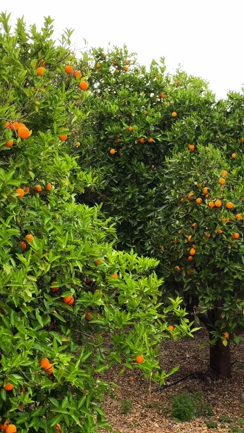 Citrus grove in vertical format with orange trees loaded with ripe oranges. Stock Footage 326497668