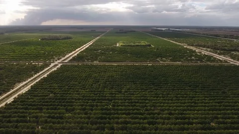 Citrus groves area Vídeos de archivo 100616809