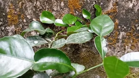 Citrus hystrix Jeruk Purut Stock Footage 218226507