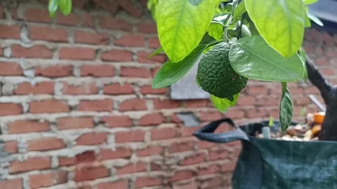 Citrus jambhiri developing fruit growing on tree Stock Footage 342314938