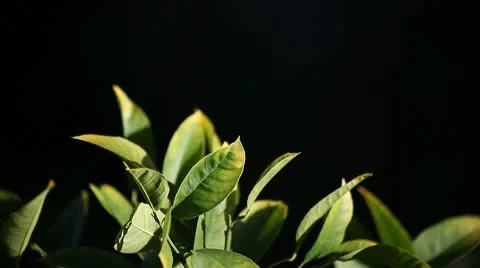 Citrus leaves Stock Footage 9399043
