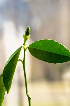 Citrus Lemon Tree Bud Leaf, Indoor Plant Growth Clean Background Stock Photos