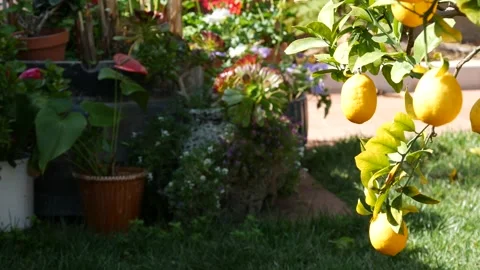 Citrus lemon yellow fruit tree, California USA. Spring garden, american local Stock Footage 146773641