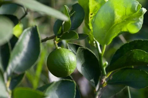 Citrus lime fruit Stock Photos