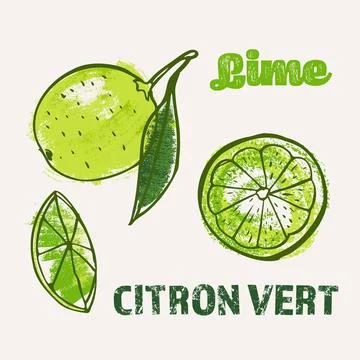 Citrus lime line art and color hand-drawn vector illustration. Rough crayon Stock Illustration
