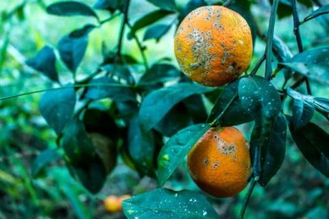 Citrus limonia in a garden Stock Photos