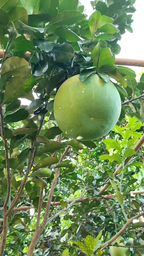 Citrus maxima Video stock 272290472