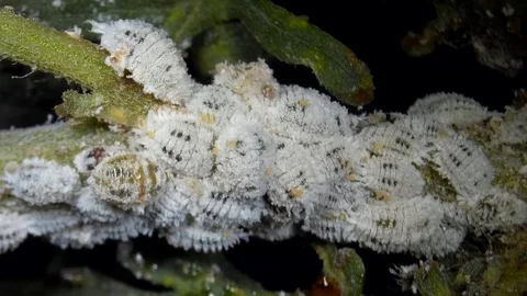 The citrus mealybug, Planococcus citri. ... | Stock Video | Pond5