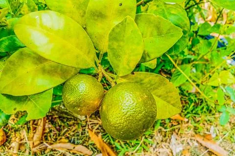 Citrus microcarpa fruit on a lush tree Stock Photos
