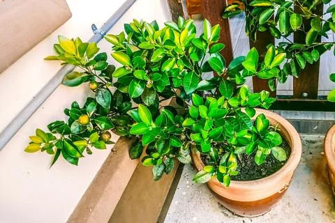 Citrus microcarpa tree Stock Photos