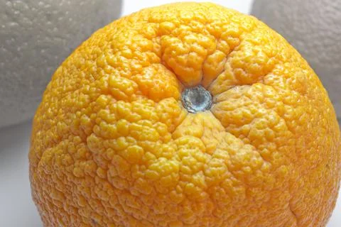 Citrus with orange bumpy peel. gray peduncle with fluff. on discolored back.. Stock Photos