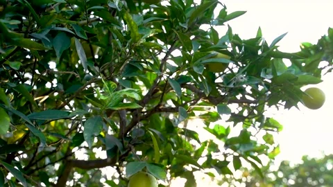 Citrus, Orange  Video stock 142345444