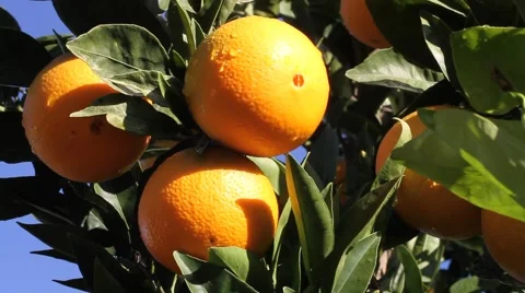 Citrus, orange tree Stock Footage