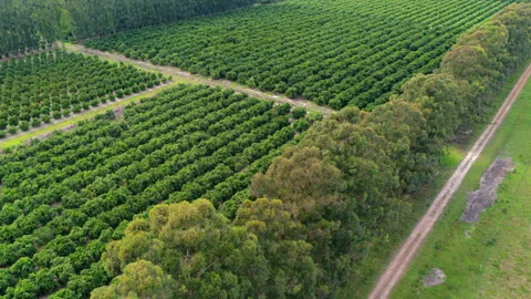 Citrus orchard with dense tree rows, woodland boundary and farm track viewed Stock Footage 346320320