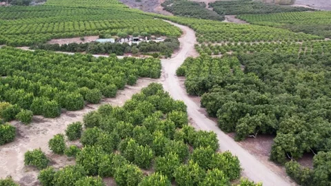 Citrus Orchard Stock-Footage 304898282