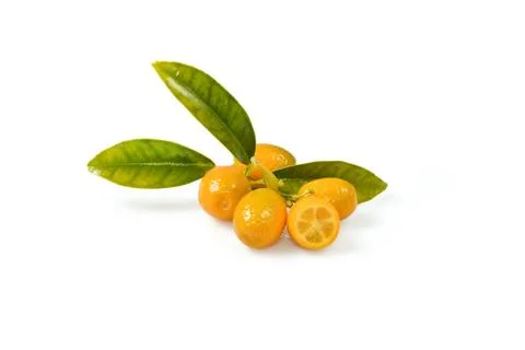 Citrus 写真素材