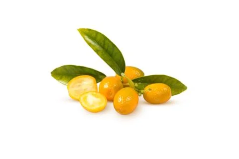 Citrus 写真素材