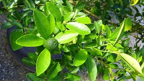 Citrus plant calamansi 動画素材 337655073