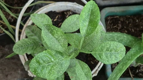 Citrus plant texture Видео 342672804