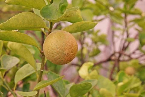 Citrus rust mite on lime fruit Stock Photos