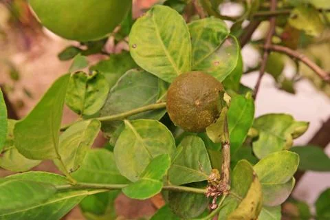 Citrus rust mite on lime fruit Stock Photos