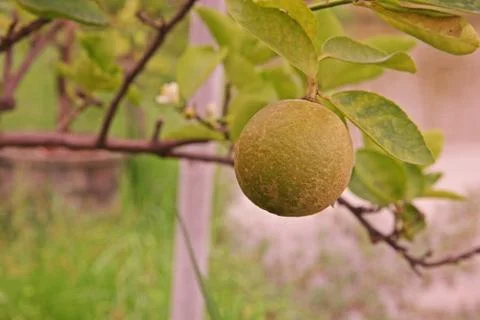 Citrus rust mite on lime fruit Stock Photos