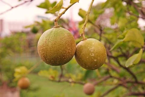 Citrus rust mite on lime fruit Stock Photos