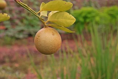 Citrus rust mite on lime fruit Stock Photos
