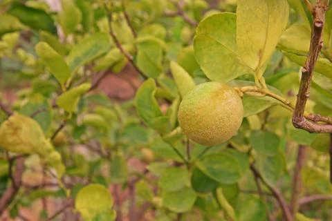 Citrus rust mite on lime fruit Stock Photos