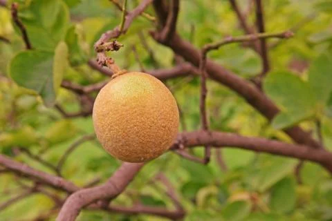 Citrus rust mite on lime fruit Stock Photos