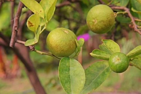 Citrus rust mite on lime fruit, cause damage of fruit Stock Photos