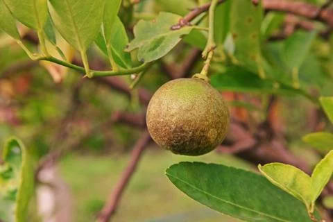 Citrus rust mite on lime fruit, cause damage of fruit Stock Photos