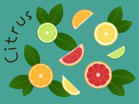 Citrus set Stock Illustration