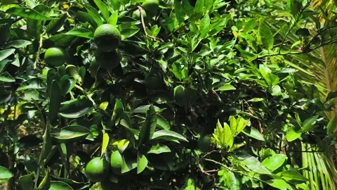 Citrus sinensis or orange fruit Stock Footage 329494563