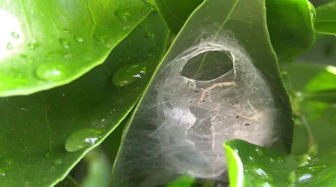 Citrus tree after spring rain, spider web Video stock 37535424