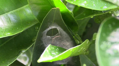 Citrus tree after spring rain Stock Footage 37535452