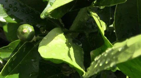 Citrus tree after spring rain Stock Footage 37535471