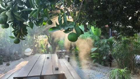Citrus tree and water spray in sunny garden, slow motion panning camera movement Stock Footage 343291077