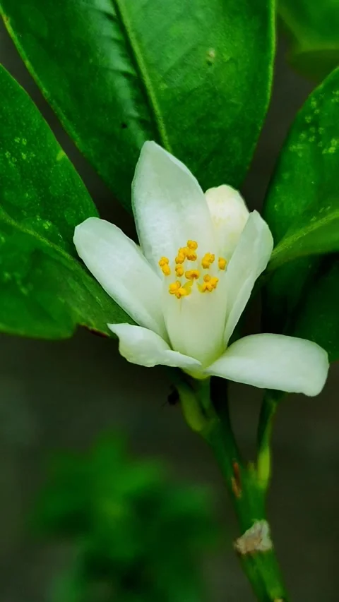 Citrus Tree In Bloom Stock Footage 297147131