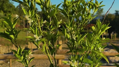 Citrus Tree in Bloom with Orange Blossoms Stock Footage 346552569