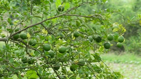 Citrus Tree Branch Stock Footage 340750136