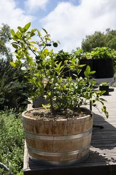 Citrus tree with developing fruit growing in a rustic wooden barrel planter Fotos de archivo