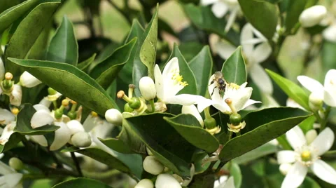 Citrus Tree Flowers Pollination Closeup Handheld 動画素材 62016282