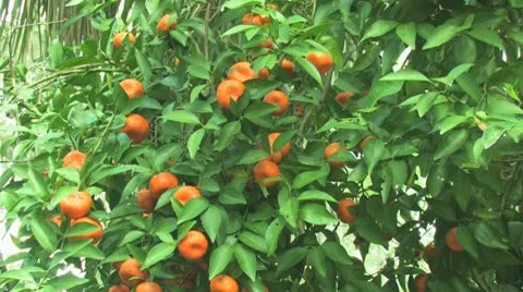 Citrus Tree Stock Footage 10797757