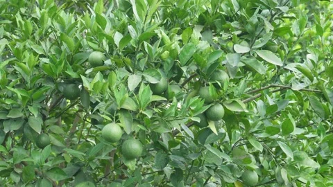 Citrus Tree Stock Footage 340653011