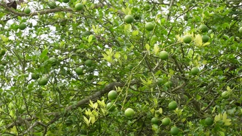 Citrus Tree Stock Footage 340750257