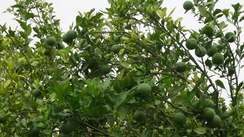 Citrus Tree Stock Footage 340758046