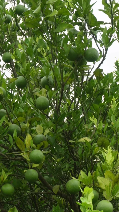 Citrus Tree Stock Footage 340758051