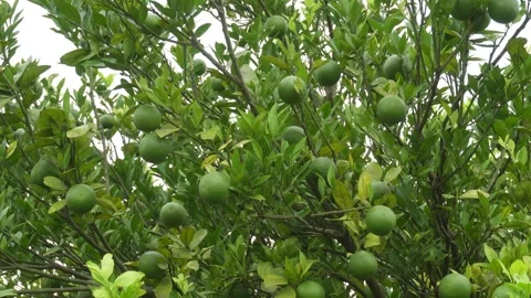 Citrus Tree Stock Footage 340758156