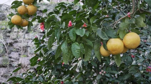 Citrus tree in the garden Stock Footage 108964693
